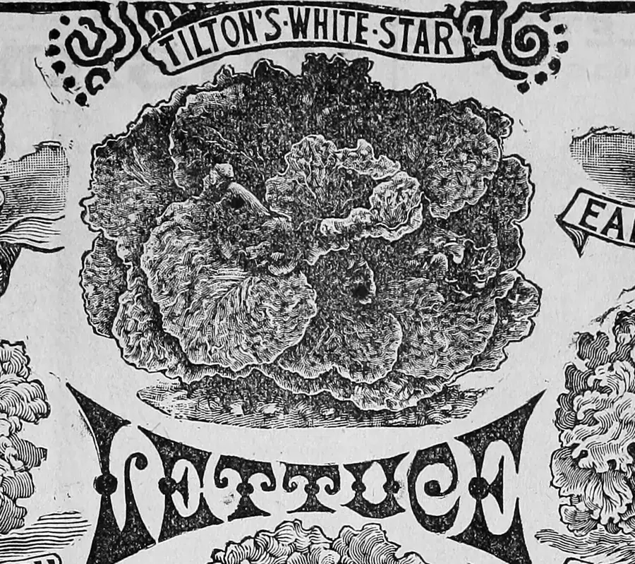Lettuce varieties, from a seed catalogue. Philadelphia, 1894.