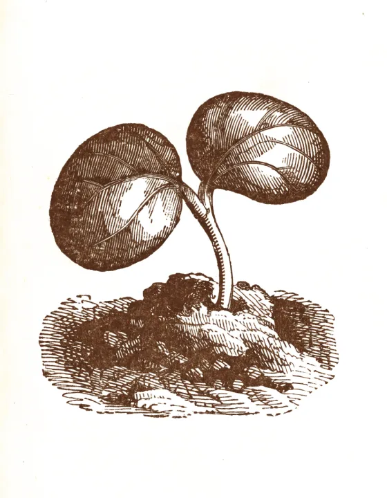 A tiny seedling with two new leaves, drawn as an engraving