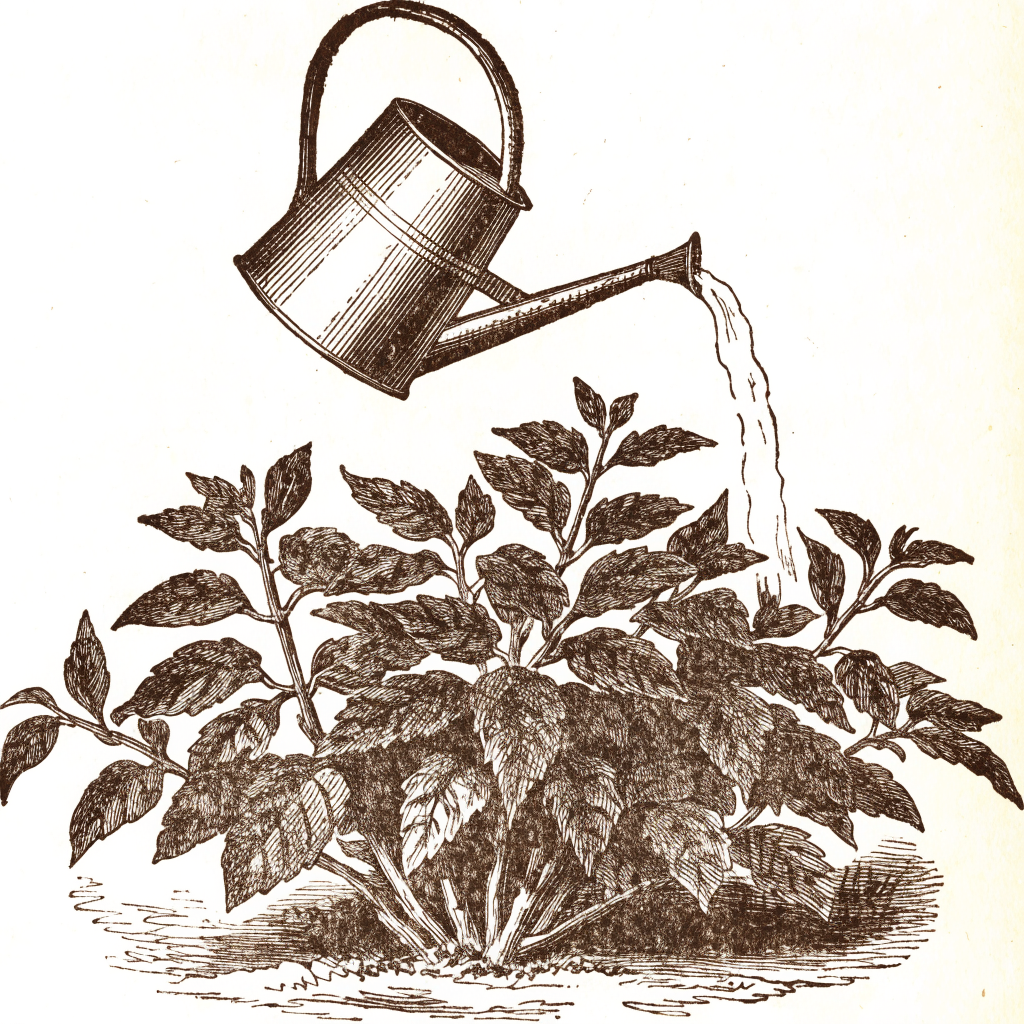 A garden watering can